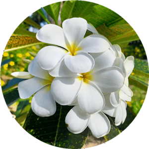 プルメリア(plumeria)